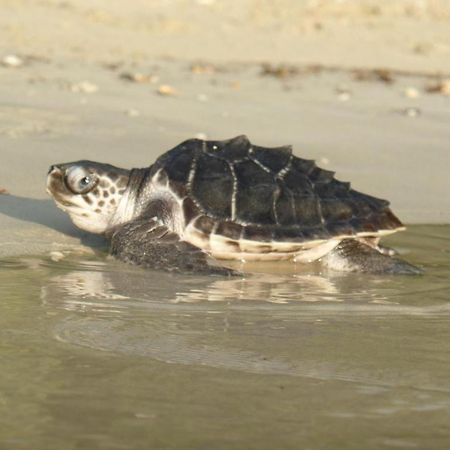 Secret Paradise Resort & Turtle Sanctuary سان فيسنتي المظهر الخارجي الصورة