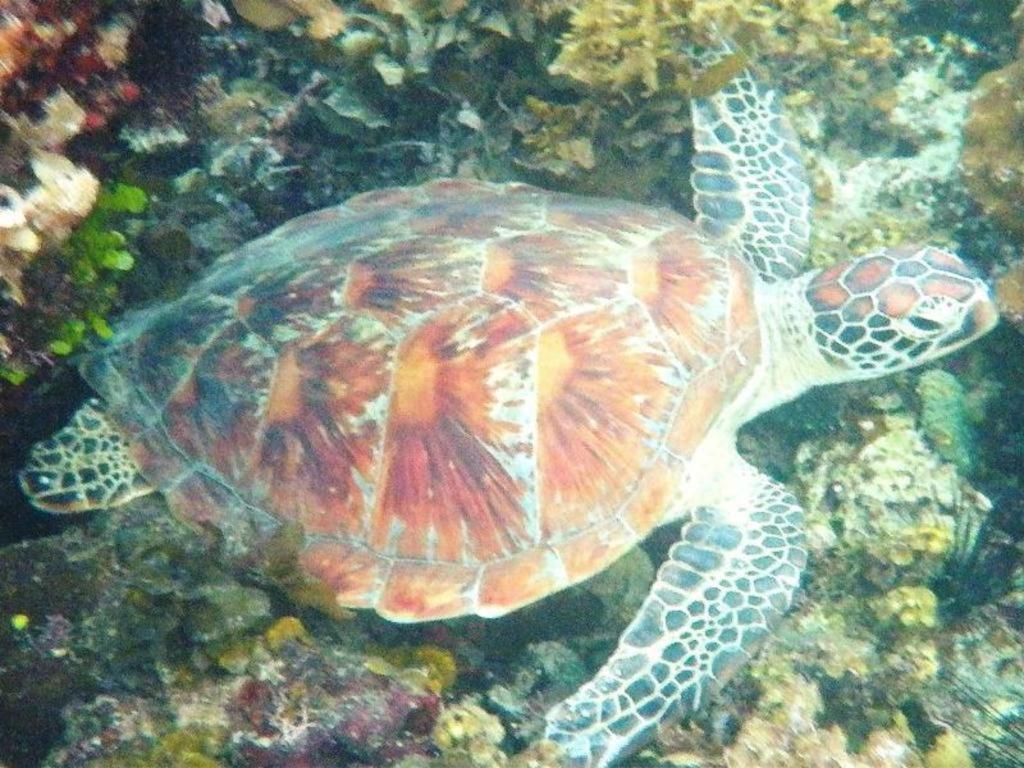 Secret Paradise Resort & Turtle Sanctuary سان فيسنتي المظهر الخارجي الصورة