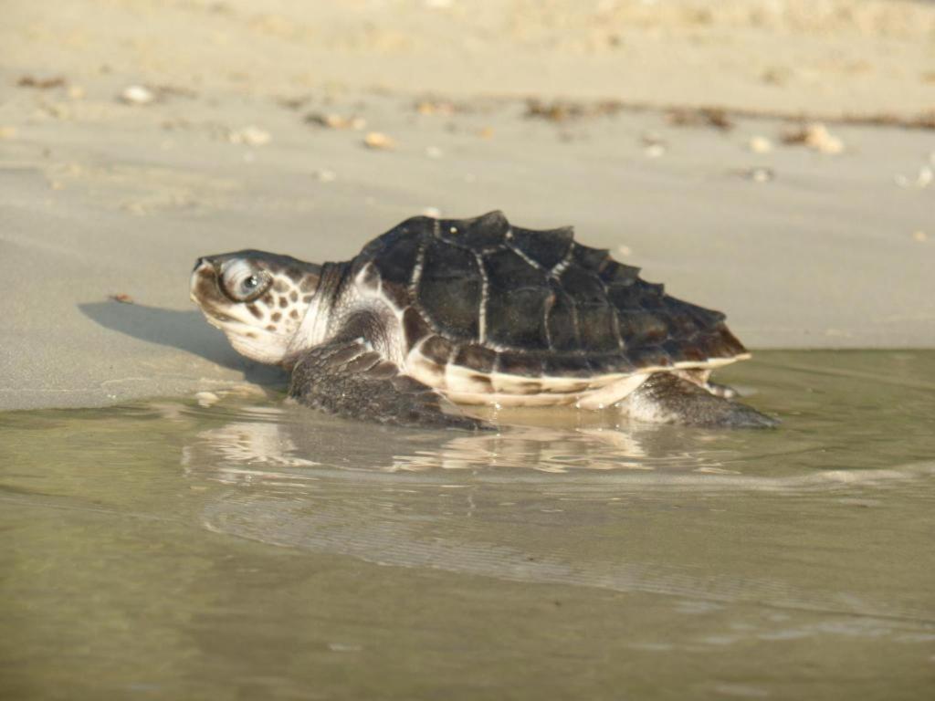 Secret Paradise Resort & Turtle Sanctuary سان فيسنتي المظهر الخارجي الصورة