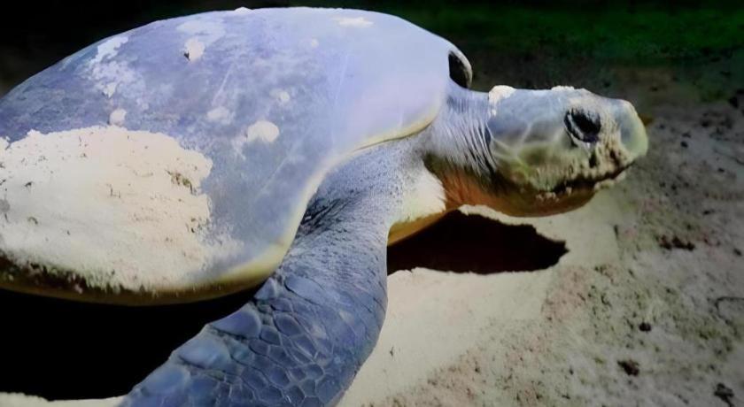 Secret Paradise Resort & Turtle Sanctuary سان فيسنتي المظهر الخارجي الصورة